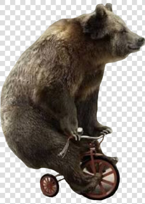  bear  unicycle  bearonaunicycle   Bear Riding Small Bike  HD Png Download