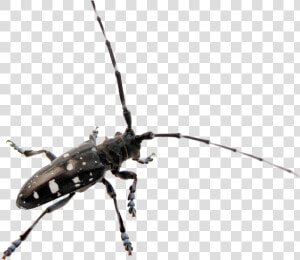 Beetle Png Transparent Images   Asian Long Long Beetle  Png Download