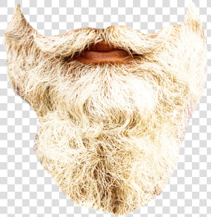  beard  realistic  gray  long  madewithpicsart Op Courtesy   Snout  HD Png Download