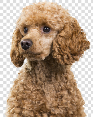 Standard Poodle Miniature Poodle Cockapoo Spanish Water   Miniature Poodle Png  Transparent Png