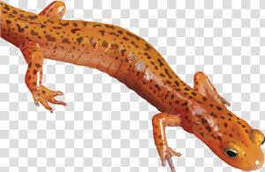 Download Salamander Png Clipart   Newt Png  Transparent Png