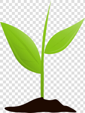 Growing Plant Mtq   Transparent Background Plant Growing  HD Png Download