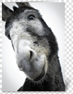 Sorry For Being Such An Ass Greeting Card   Burro  HD Png Download