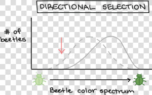 Natural Selection Graphs  HD Png Download