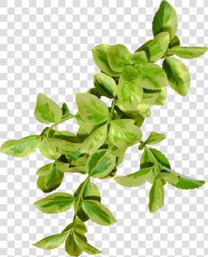 Hojas Verdes   Bay Laurel  HD Png Download