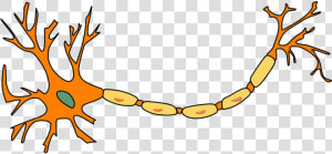 Neuron  Nerve Cell  Axon  Dendrite  Cell  Biology   Neuron Clip Art  HD Png Download