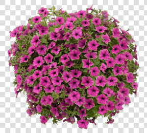 Petunia  HD Png Download