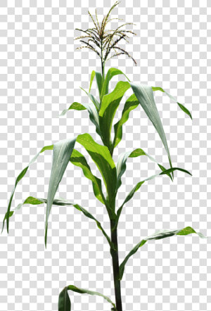 Milpa  Maíz  Campo   Corn Field Png  Transparent Png