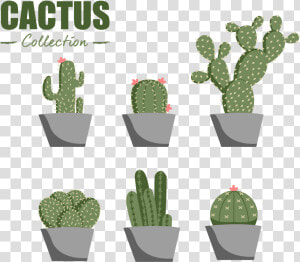 Eastern Prickly Pear  HD Png Download