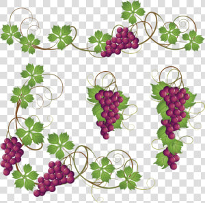 Common Grape Vine Clip Art   Grapes On Vine Clipart  HD Png Download