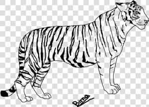 Line At Getdrawings Com   Tiger Line Art Png  Transparent Png