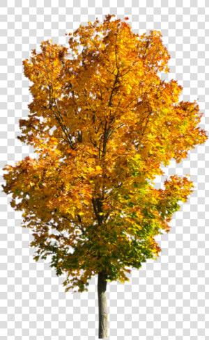 Transparent Fall Tree Png   Fall Tree Transparent Background  Png Download