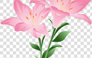 Daisy Clipart Living Thing  Daisy Living Thing Transparent   Pink Lily Flower Png  Png Download