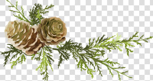 Conifer Cone Leaf Needles Png Download Pine Cone    Illustration Of Pine Cone  Transparent Png