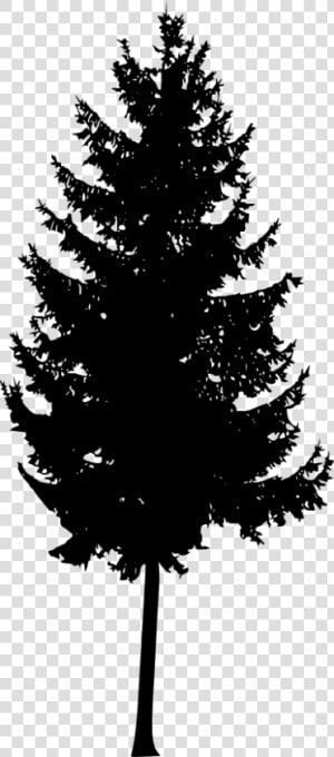 30 Pine Tree Silhouette Vol   Mountain Ash Tree Silhouette  HD Png Download