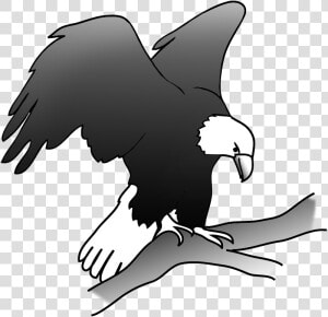 Eagle On A Branch In A Tree   Eagle On Branch Drawing  HD Png Download