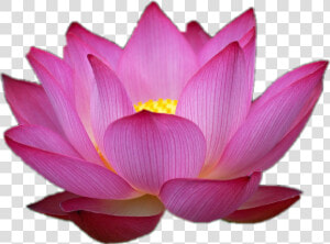  flor  loto  love  flowers   Flower Pink Lotus Png  Transparent Png