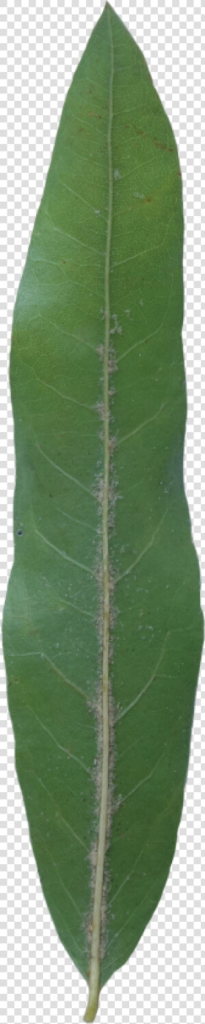 Plant Pathology  HD Png Download