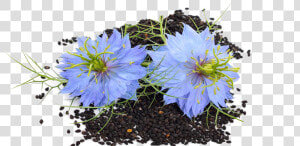 Flower Seed   Black Seed Flower Png  Transparent Png