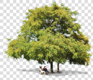 Tipuana Trees People   Honey Locust  HD Png Download