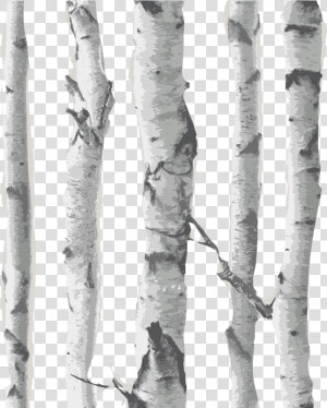 Transparent Birch Tree Clipart   Birch Tree Transparent Background  HD Png Download