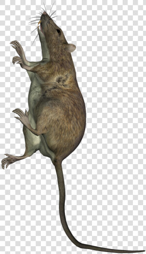 Rat Climbing Up A Wall   Marsh Rice Rat  HD Png Download