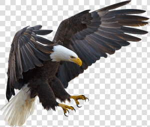 Bald Eagle Bird Hawk Buteoninae   Eagle Flying With Claws  HD Png Download