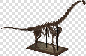 Zt2 Dinosaur Skeletons   Png Download   Brachiosaurus Skeleton Png  Transparent Png