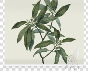 Roller Blind Olive Tree Blind  HD Png Download