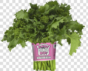 Broccoli   Andy Boy Broccoli Rabe  HD Png Download