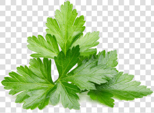 Cilantro Leaves  HD Png Download