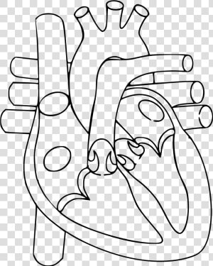 Heart Line Drawing Clip Art   Heart Diagram Not Labelled  HD Png Download