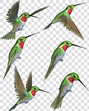 Ruby Throated Clip Art   Ruby Throated Hummingbird Hummingbird Clipart  HD Png Download