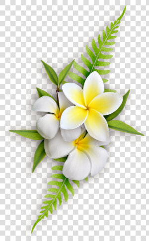 Frangipani Flower Png  Transparent Png