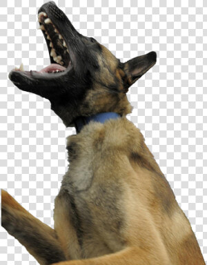 Dog Yawns  HD Png Download