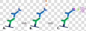 Transparent Antibodies Png   Colorimetric Detection Western Blot  Png Download