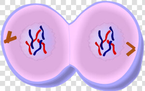 Early Telophase In Mitosis  HD Png Download