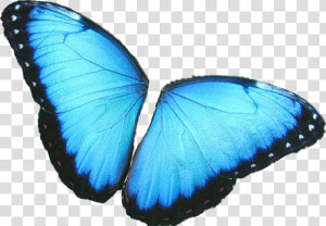  butterfly  wings  colorful  girly  amazing  artistic   Butterfly Wings Png Blue  Transparent Png