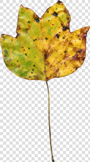 Leaf Autumn Colorful Nature Png Image   Portable Network Graphics  Transparent Png