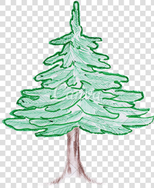 Colorado Drawing Pencil   Colored Pencil Pine Tree  HD Png Download