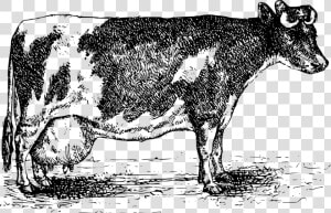 Transparent Dairy Cow Png   Cattle  Png Download