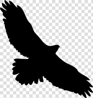 Eagles Clipart Kite Bird   Red Tailed Hawk Icon  HD Png Download