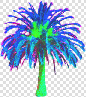 Transparent Vaporwave Palm Tree Png   Date Palm Tree Png  Png Download