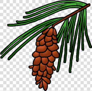 Leaf Clipart Pine Tree   Maine State Flower Drawing  HD Png Download