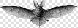 Brown Long eared Bat Clip Arts   Brown Long Eared Bat Drawing  HD Png Download