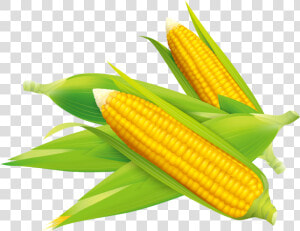 Corn Vector Flake   Sweet Corn Vector Png  Transparent Png