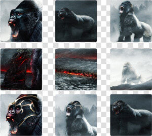 Western Lowland Gorilla  HD Png Download