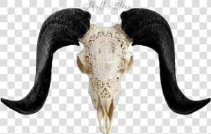 Carved Ram Skull   Horn  HD Png Download