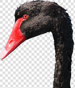 Photo Close up Of Black Swan Head   Black Swan  HD Png Download