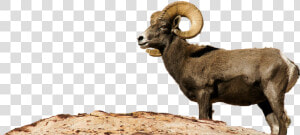 Bighorn Sheep Png   Desert Bighorn Sheep Png  Transparent Png